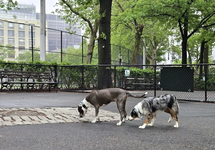 De Witt Clinton Dog Run 2