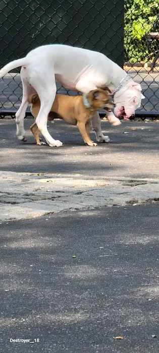 De Witt Clinton Dog Run 8