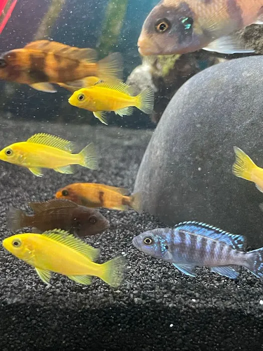 FiveFins Aquatics 3