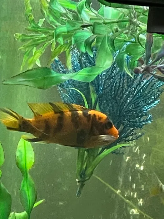 FiveFins Aquatics 1
