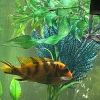 FiveFins Aquatics ico