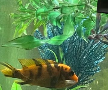 FiveFins Aquatics