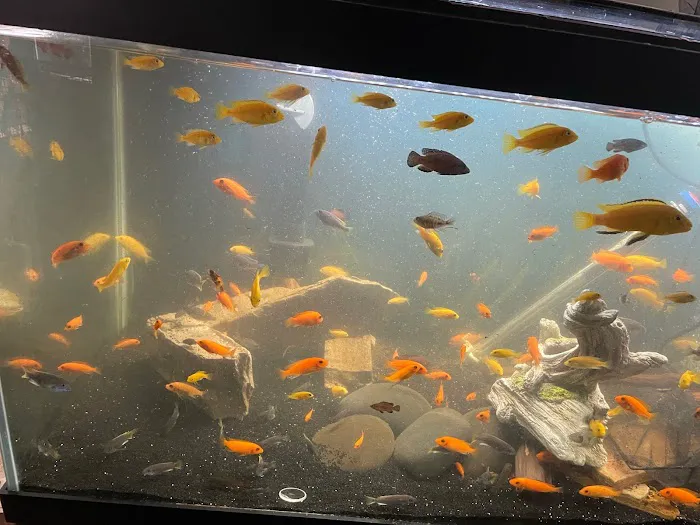 FiveFins Aquatics 2