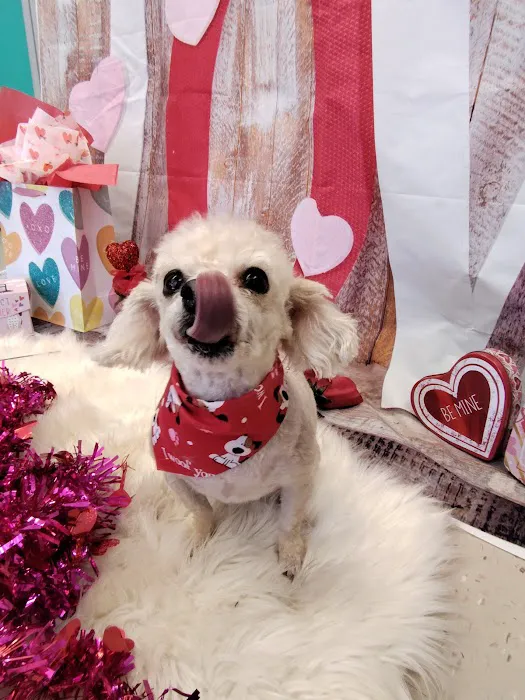 Soapy Paws Grooming 1
