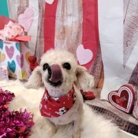 Soapy Paws Grooming ico