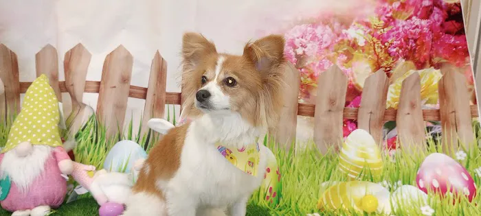 Soapy Paws Grooming 4