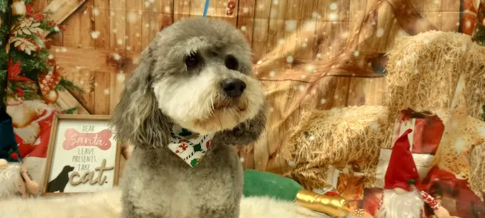 Soapy Paws Grooming 6