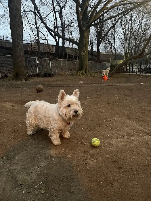 Mafera Dog Park 1