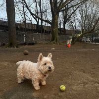Mafera Dog Park ico