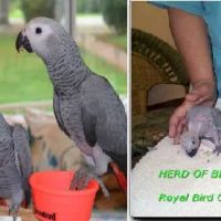 Royal Bird Company ico