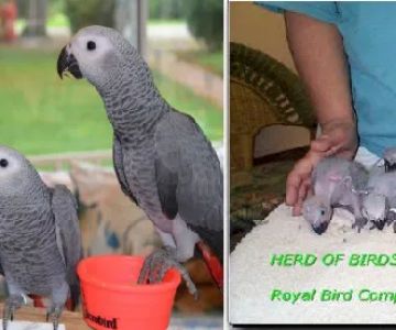 Royal Bird Company