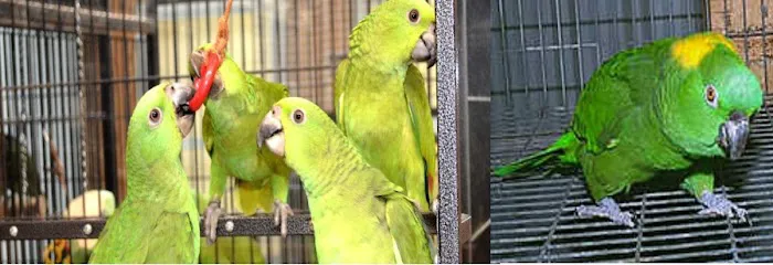 Royal Bird Company 3