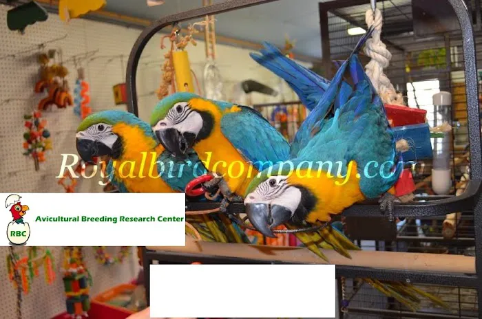 Royal Bird Company 4