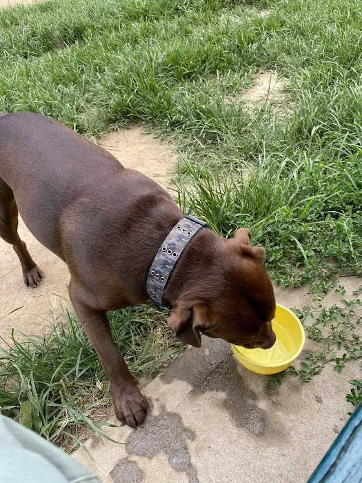 K9 Korral Dog Run 7