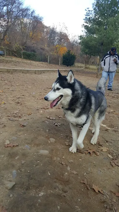 K9 Korral Dog Run 2