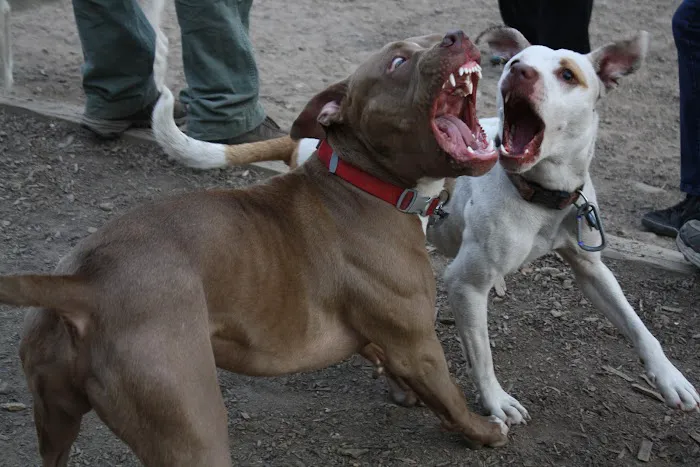 K9 Korral Dog Run 10