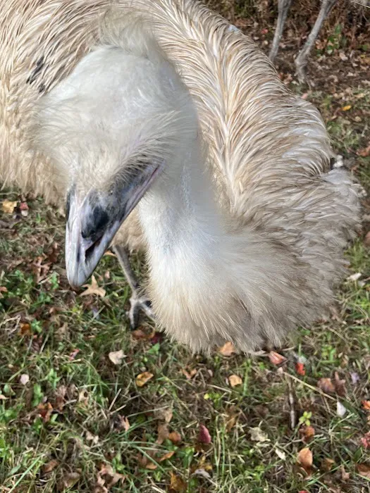 Wilbirdland 1