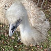 Wilbirdland ico