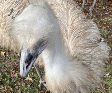 Wilbirdland