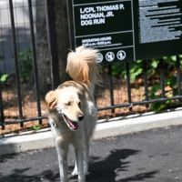 Noonan Park Dog Run ico