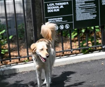 Noonan Park Dog Run