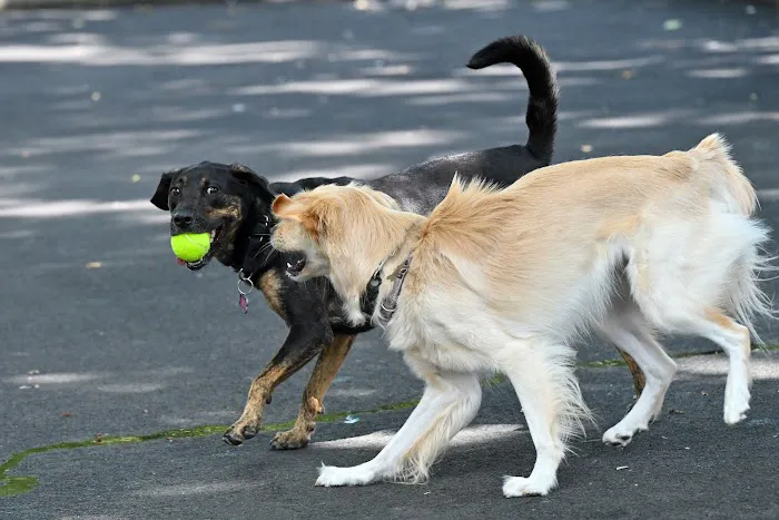 Noonan Park Dog Run 2