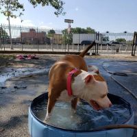 Sherry Dog Run ico