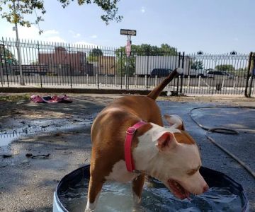 Sherry Dog Run