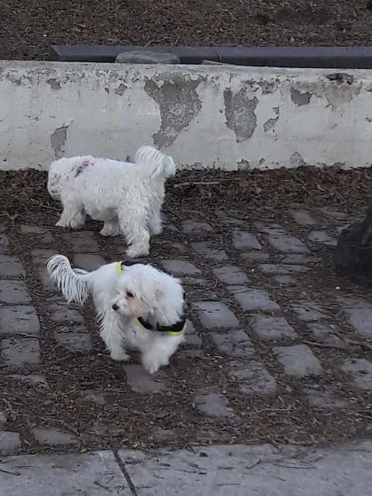 Sherry Dog Run 2