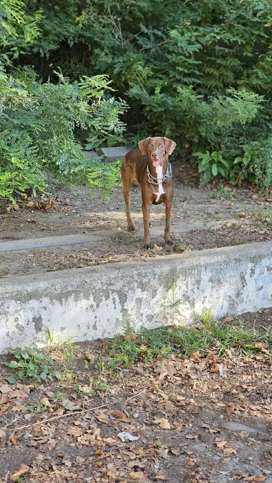 Sherry Dog Run 6