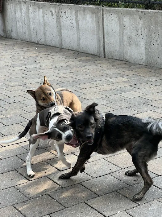 Doughboy Plaza Dog Run 2