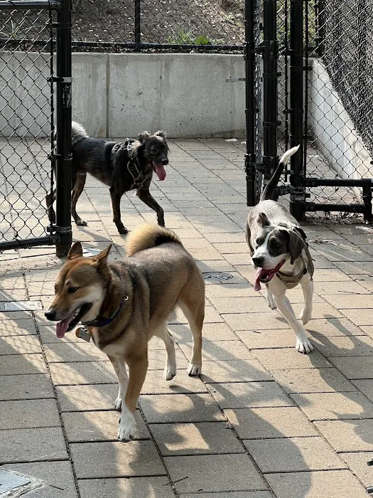 Doughboy Plaza Dog Run 8