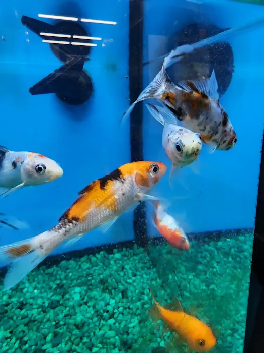 Pet Supermarket 1
