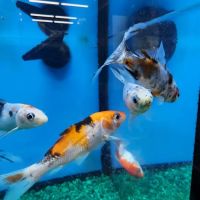 Pet Supermarket ico