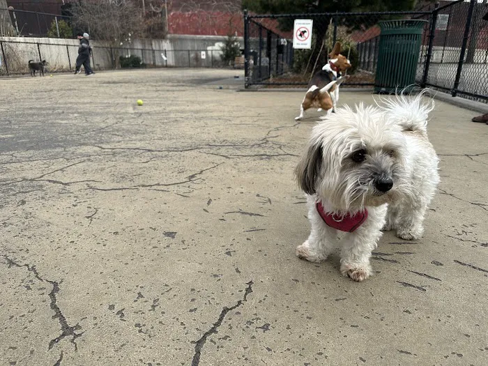 Torsney Dog Run 5