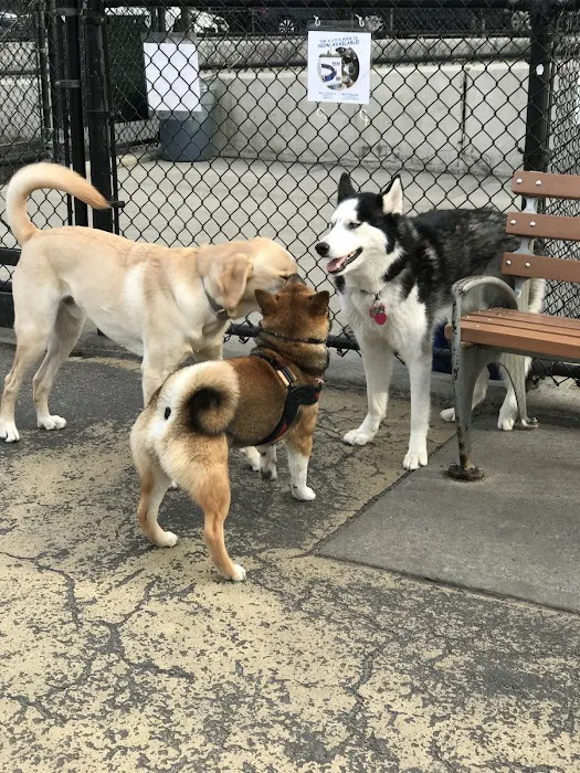 Torsney Dog Run 3