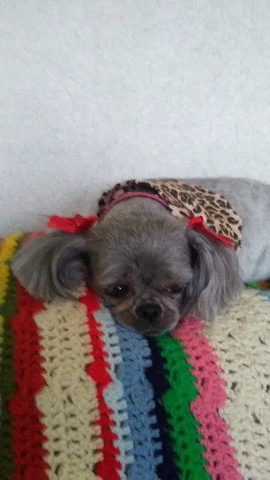 Paw Prints Pet Boutique 2