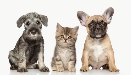 Paw Prints Pet Boutique 1