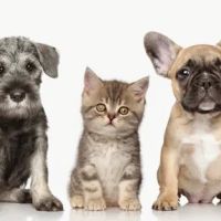 Paw Prints Pet Boutique ico