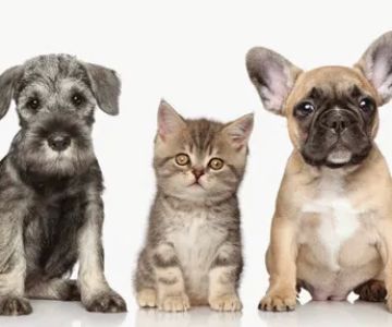 Paw Prints Pet Boutique