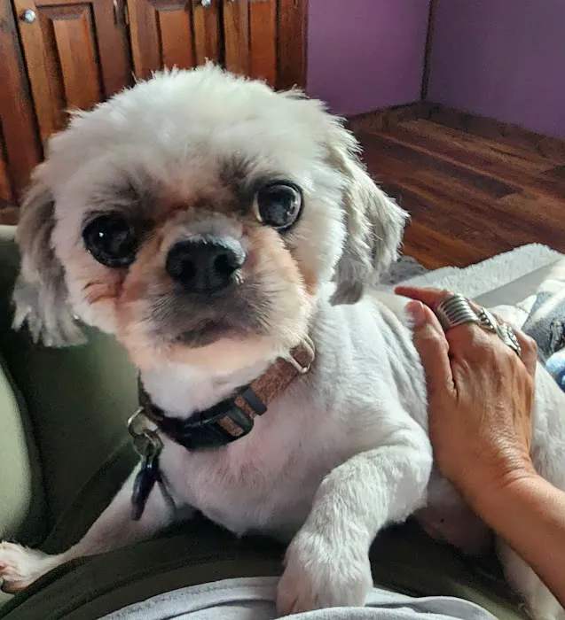 Paw Prints Pet Boutique 5