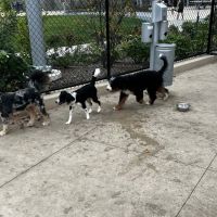 Sven Dog Park ico