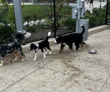 Sven Dog Park