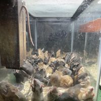 River Valley Pets ico