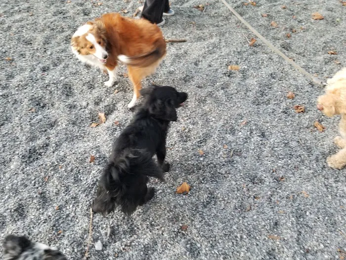 Manhattan Beach Dog Run 5