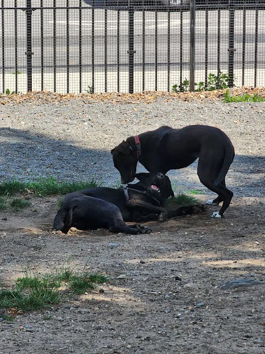 Manhattan Beach Dog Run 9
