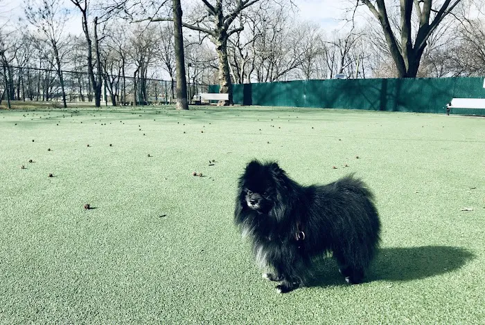 Dog Run 4