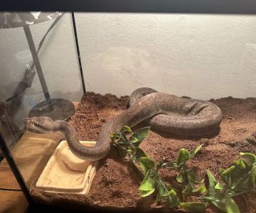 CB&K Exotics