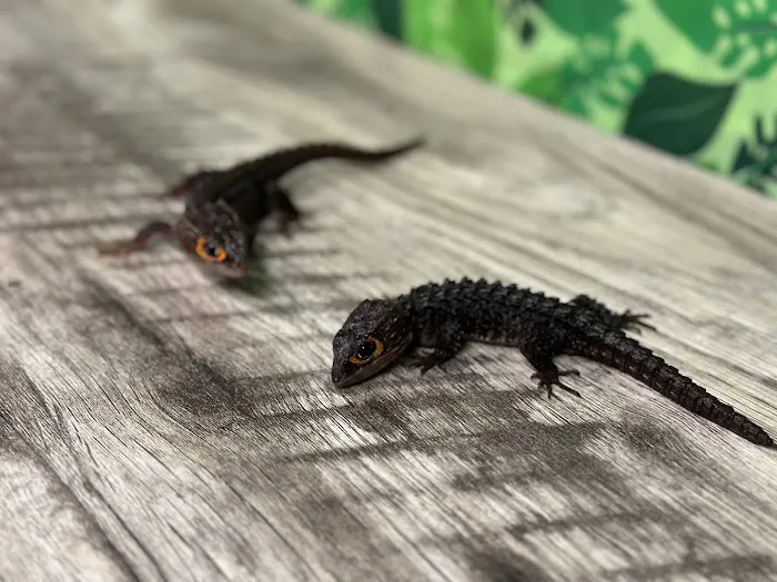 CB&K Exotics 4