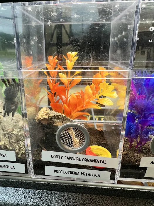 CB&K Exotics 7